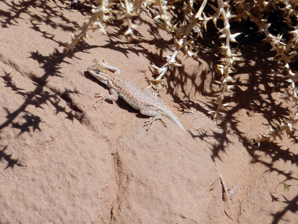 goblin valley state park (30).JPG